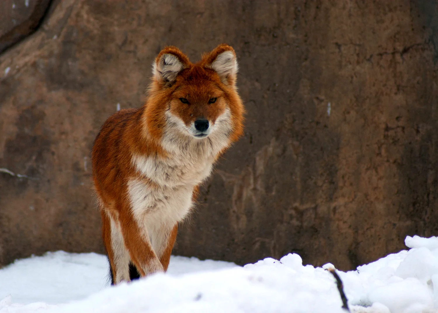 Красный волк Забайкальского края