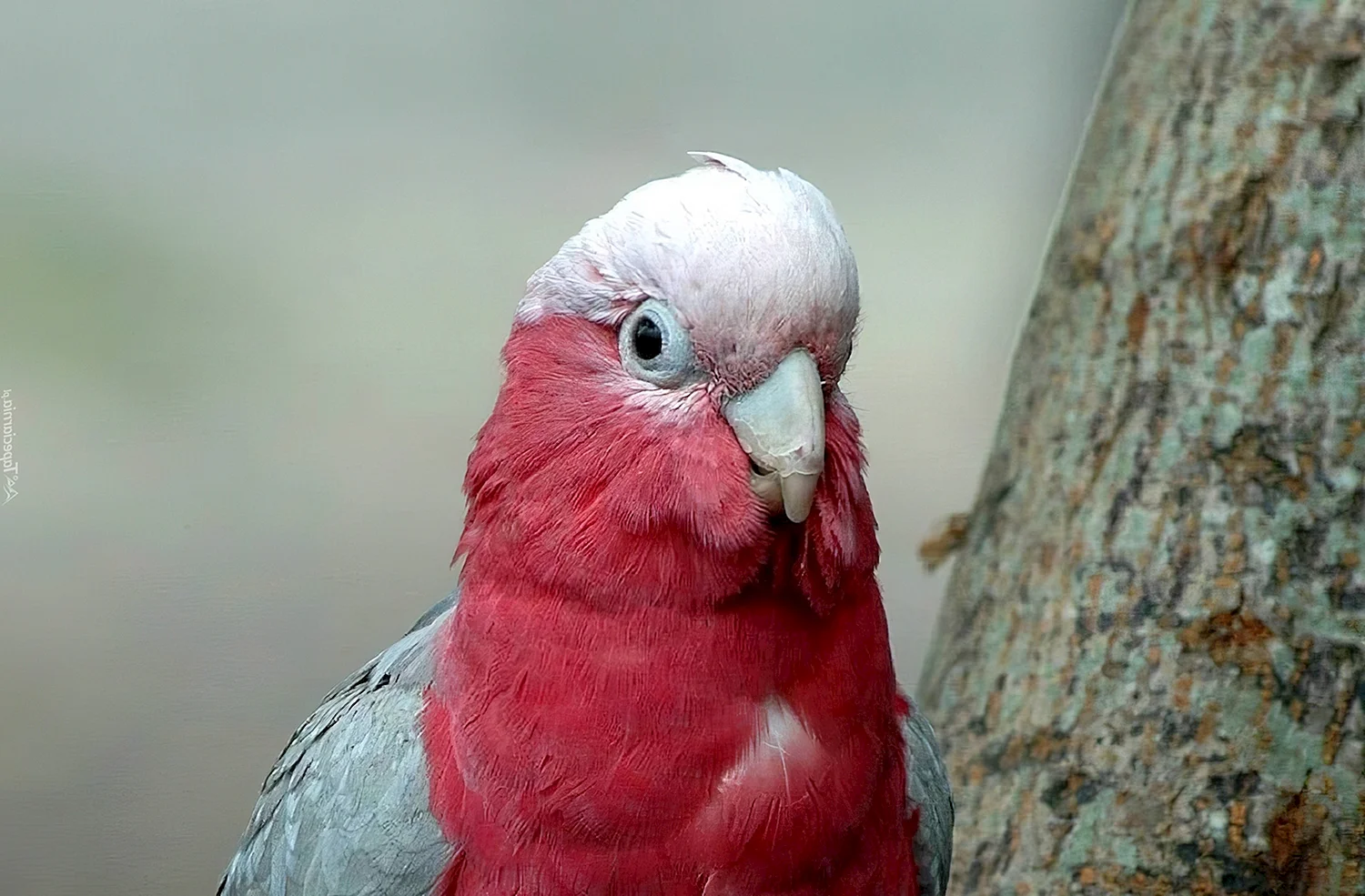 Красный волнистый попугай