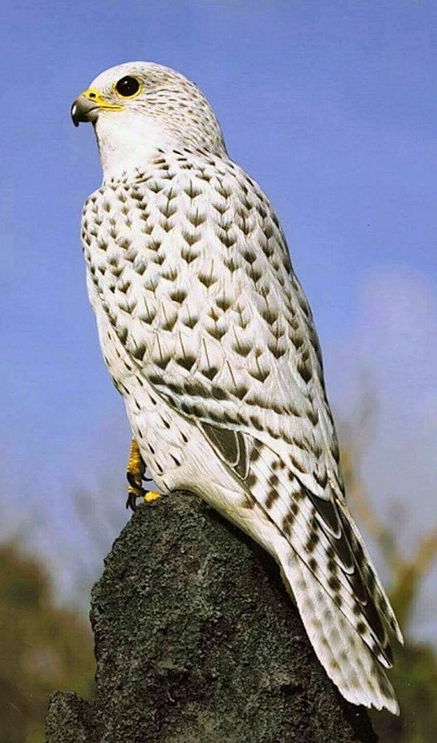 Кречет Falco rusticolus