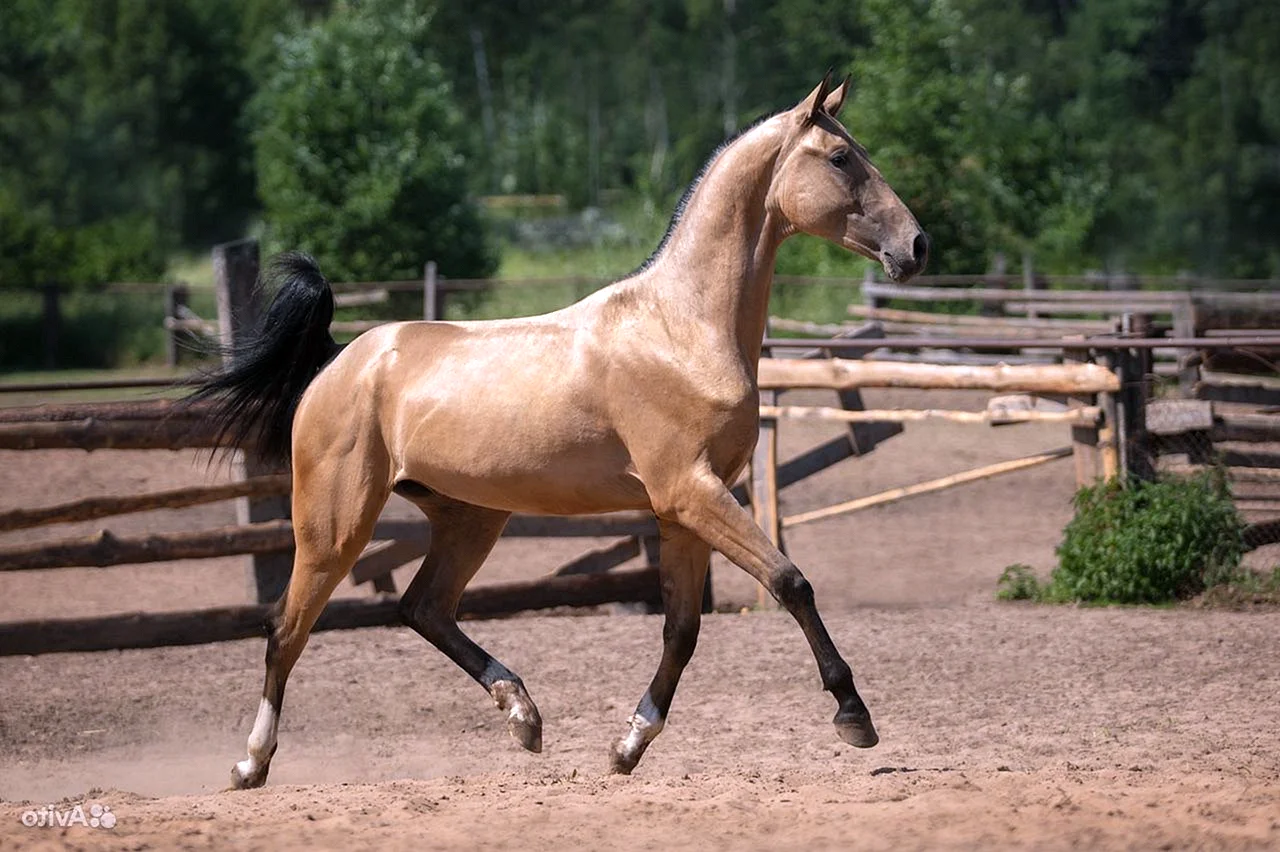 Кремовая Ахалтекинская лошадь