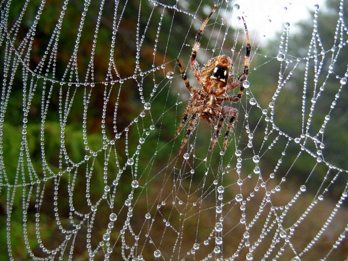 Крестовик паук Лесной паутина