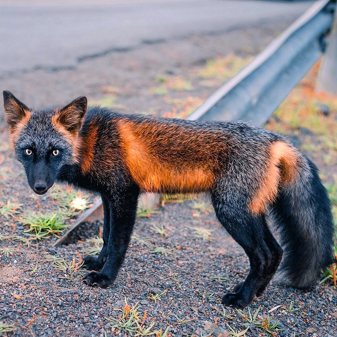 Крестовка / Cross Fox