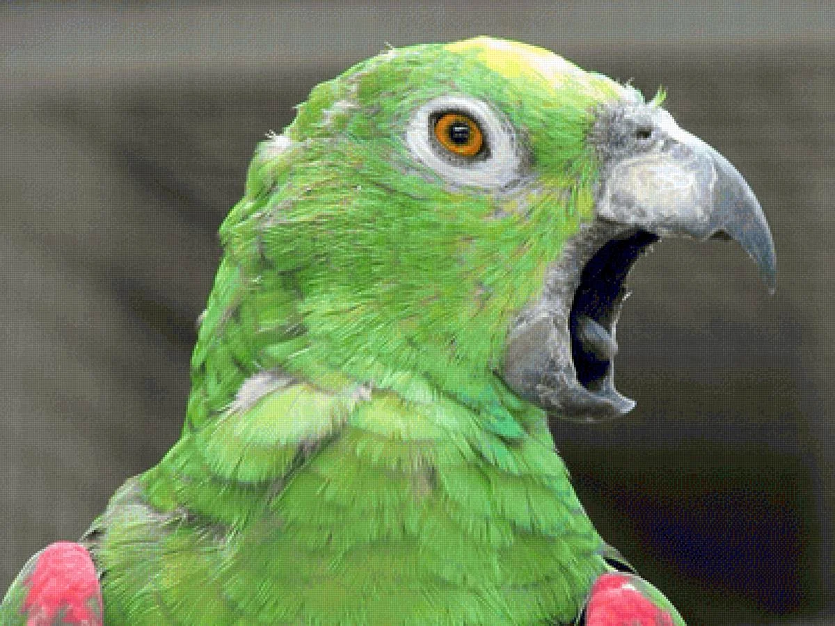 Крики попугаев Амазон