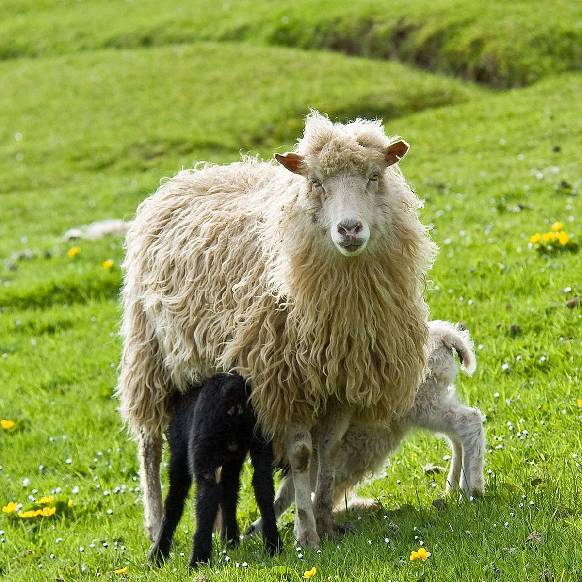 Крис порода овец