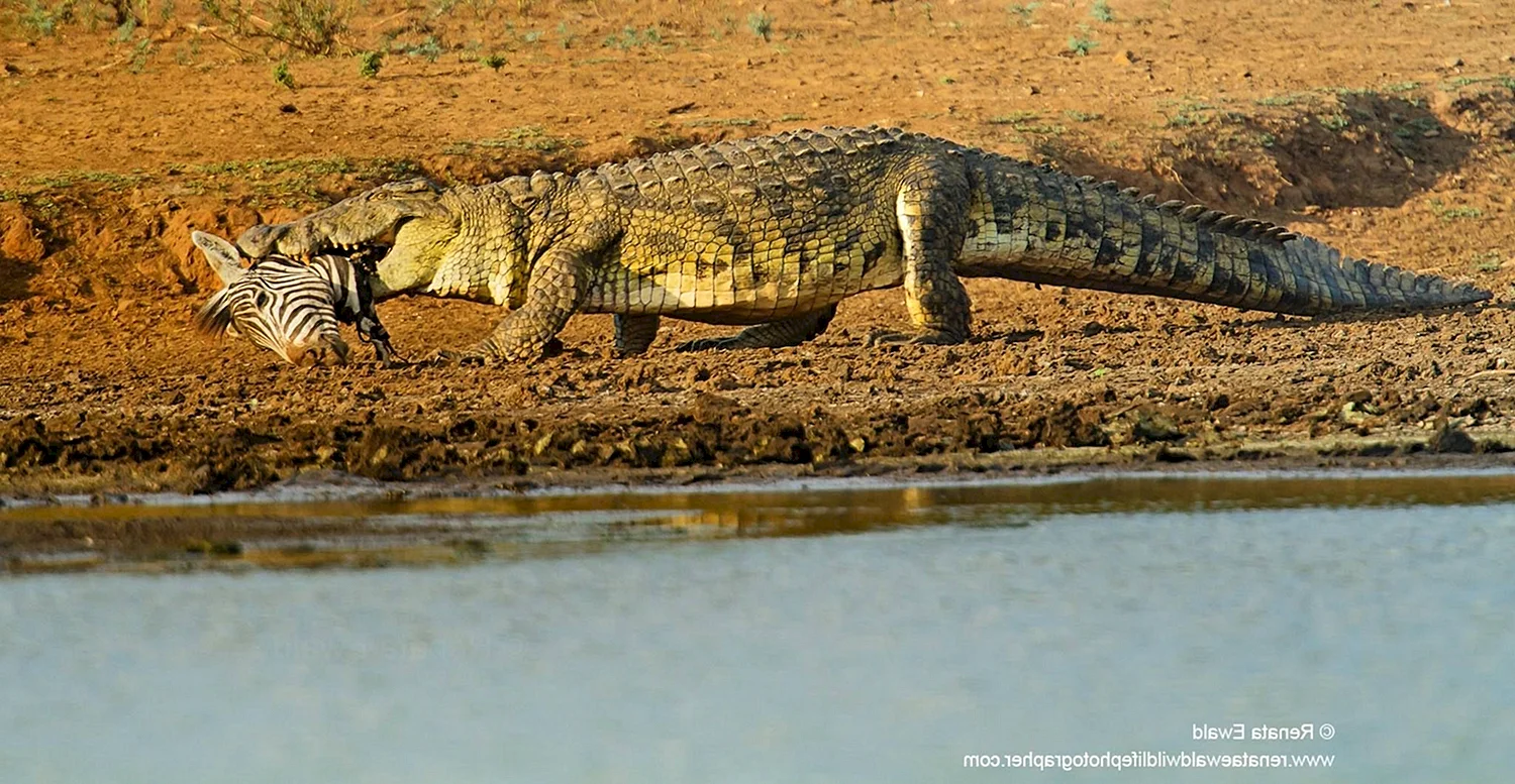 Крюгер национальные парки крокодил