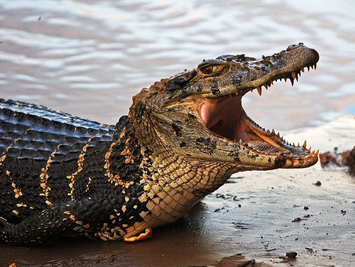 Крокодил Аллигатор Кайман