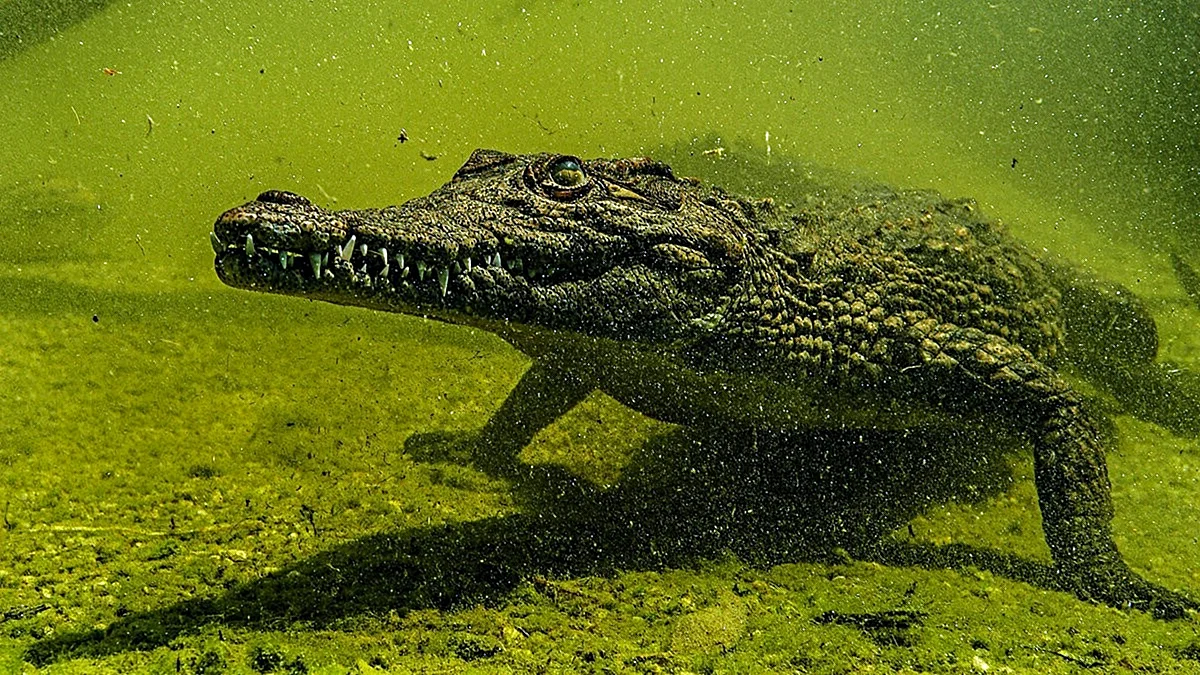 Крокодил Густав Бурунди
