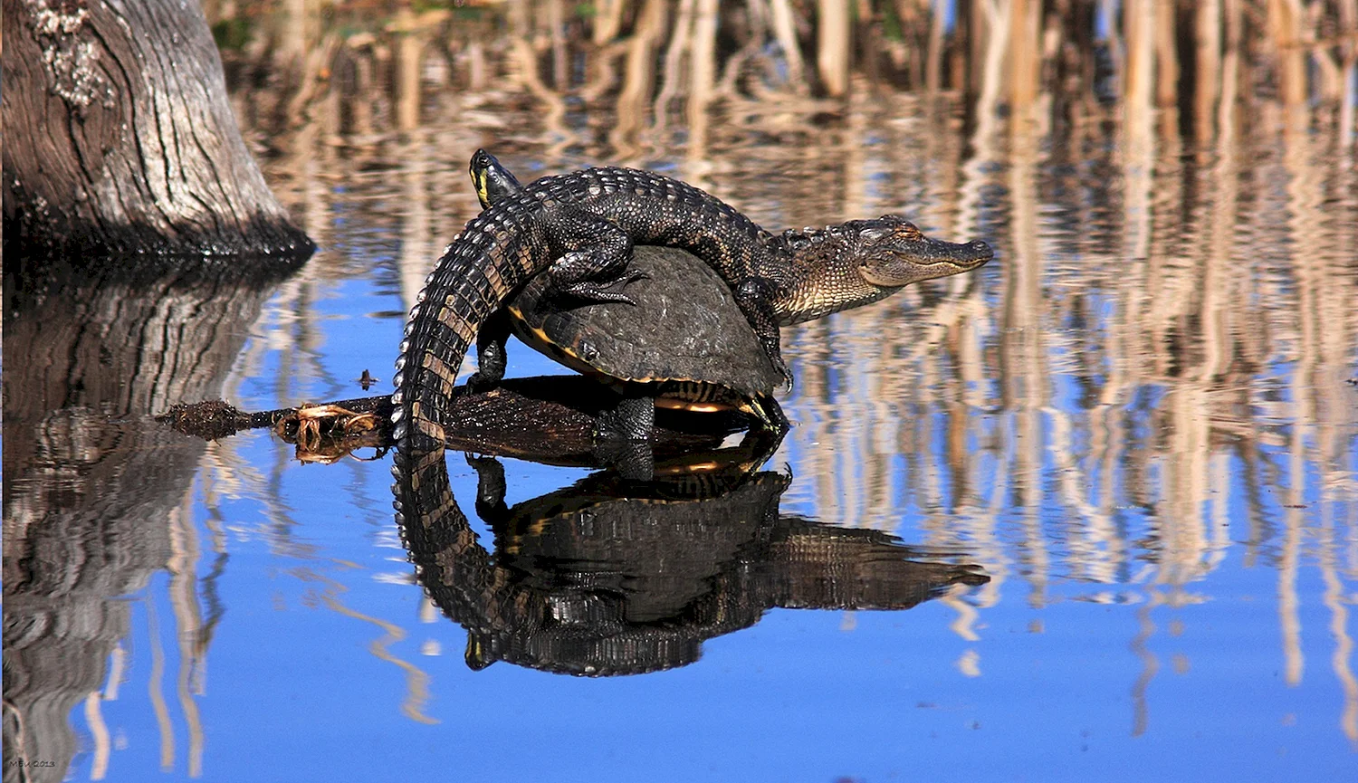 Крокодил Густав National Geographic
