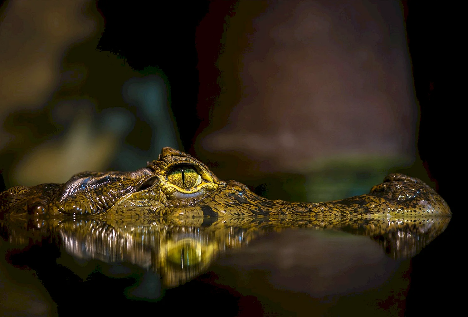 Крокодил HD глаз