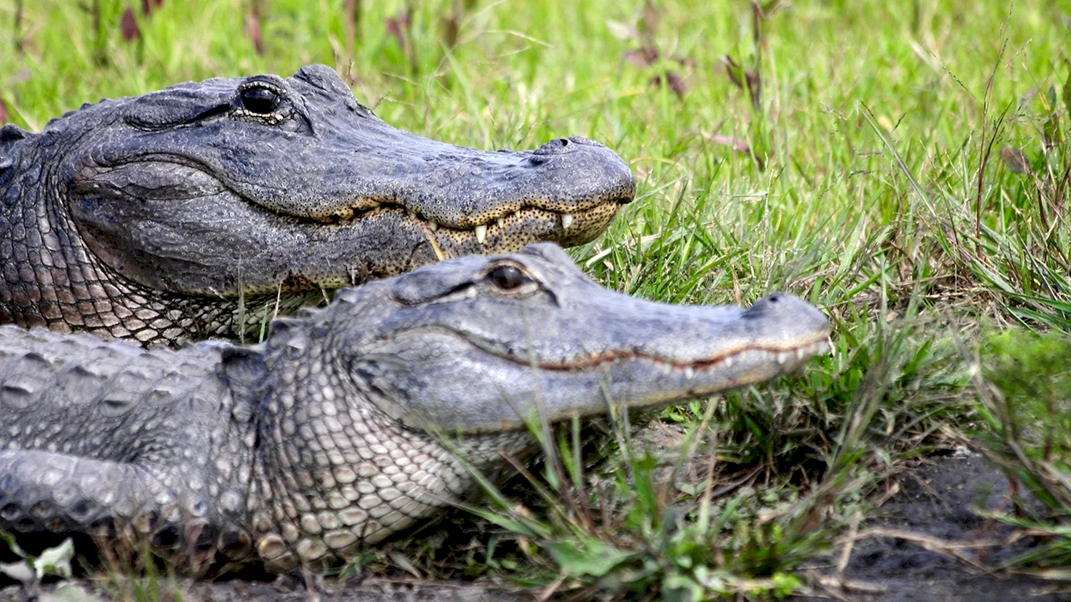 Крокодил и Аллигатор