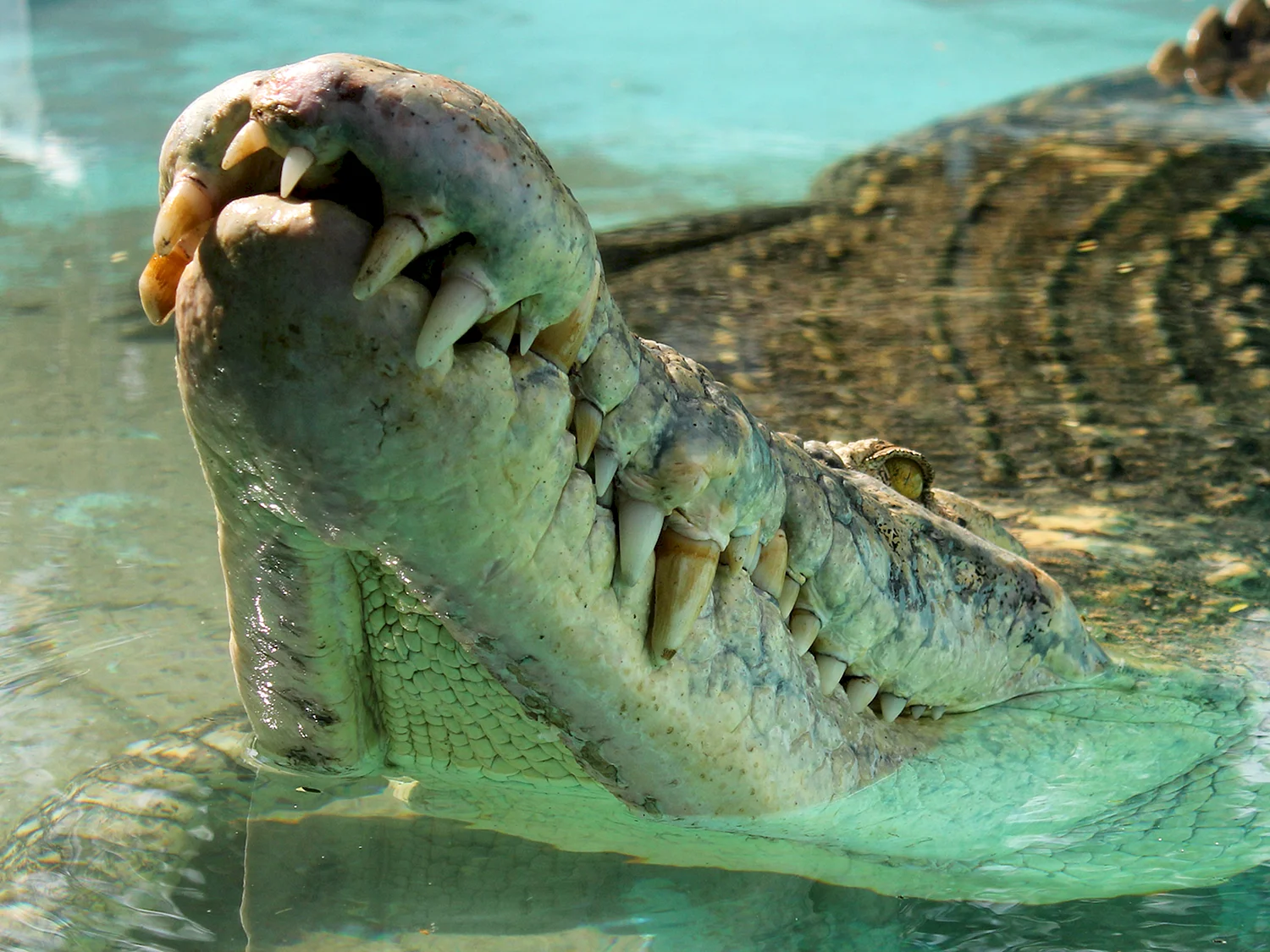 Крокодил и Аллигатор