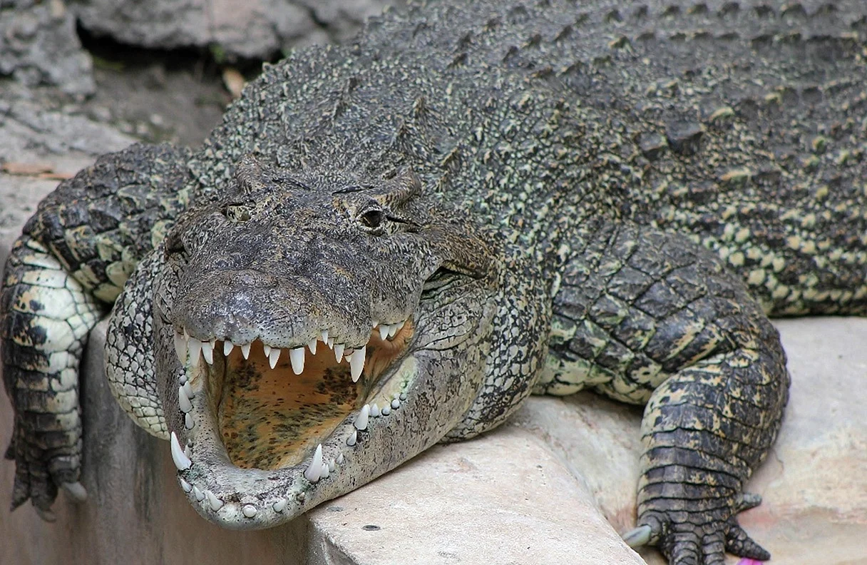 Крокодил или Аллигатор
