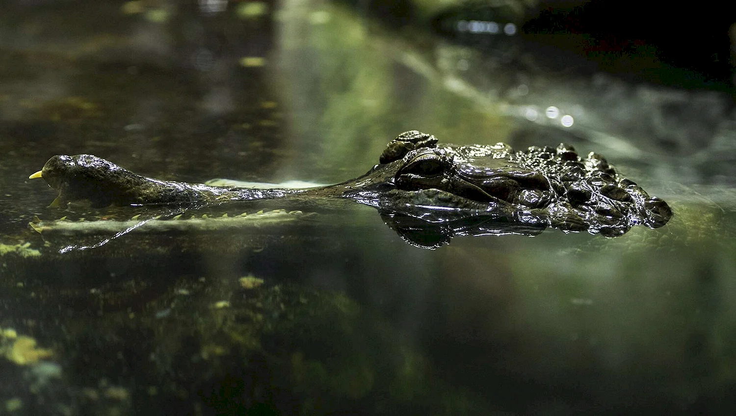 Крокодил из воды