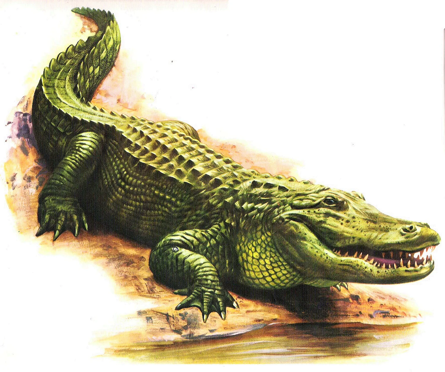 Крокодил картина