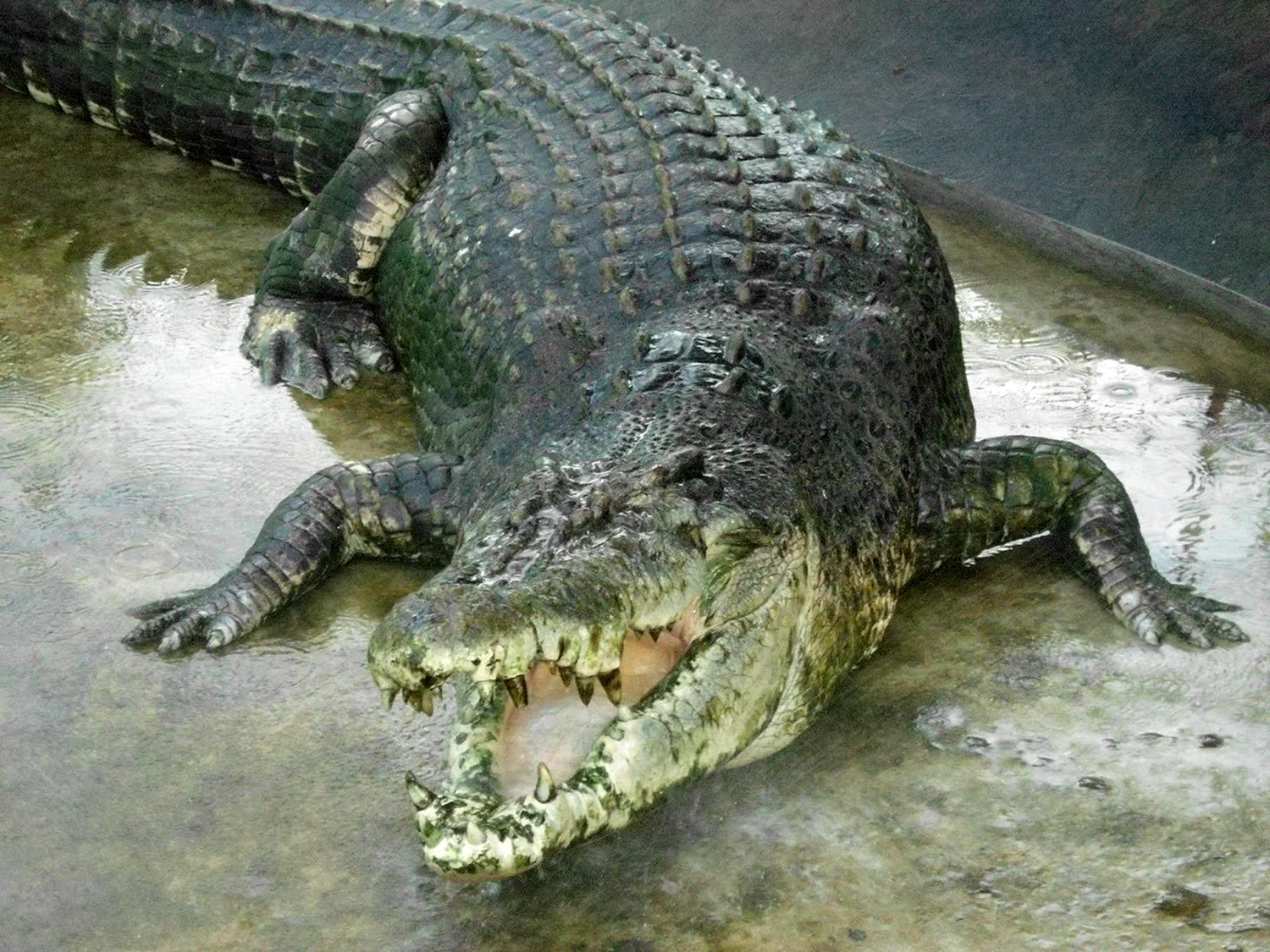 Крокодил Лолонг