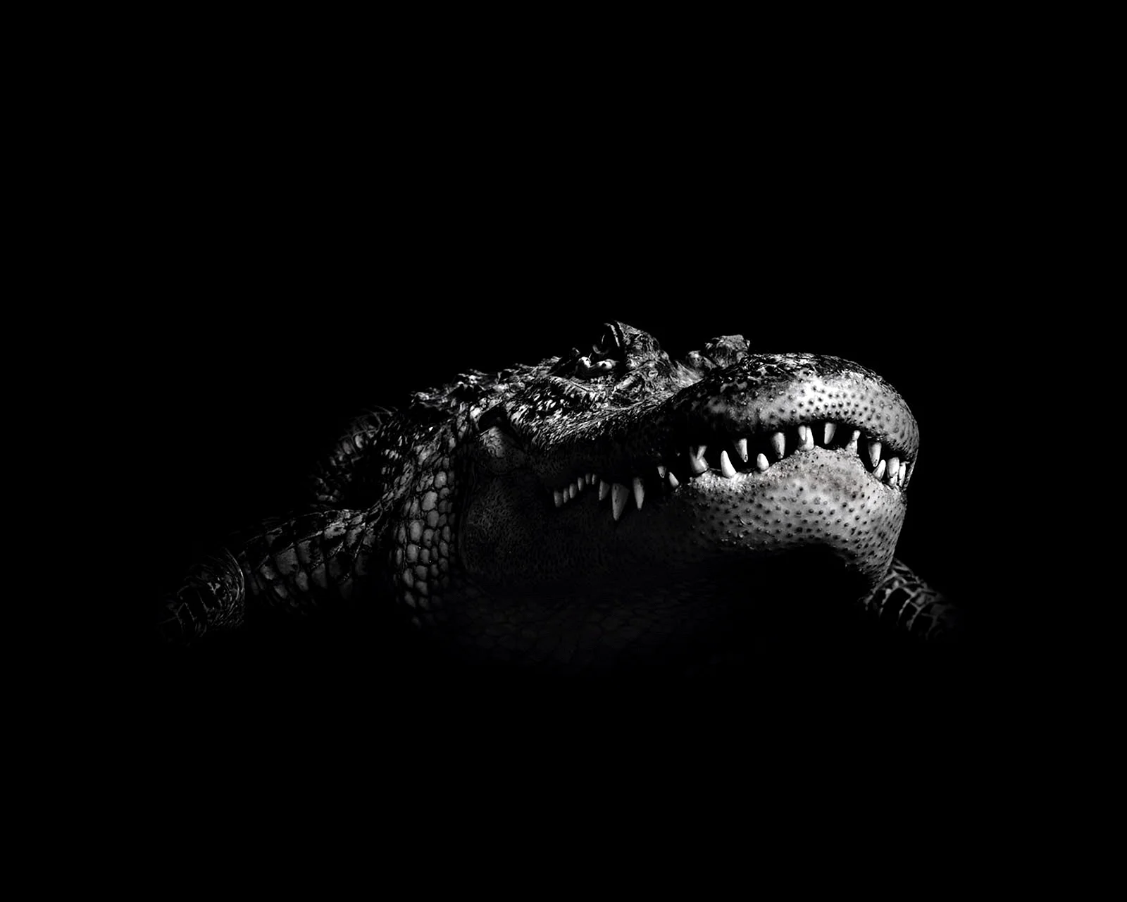 Крокодил на черном фоне