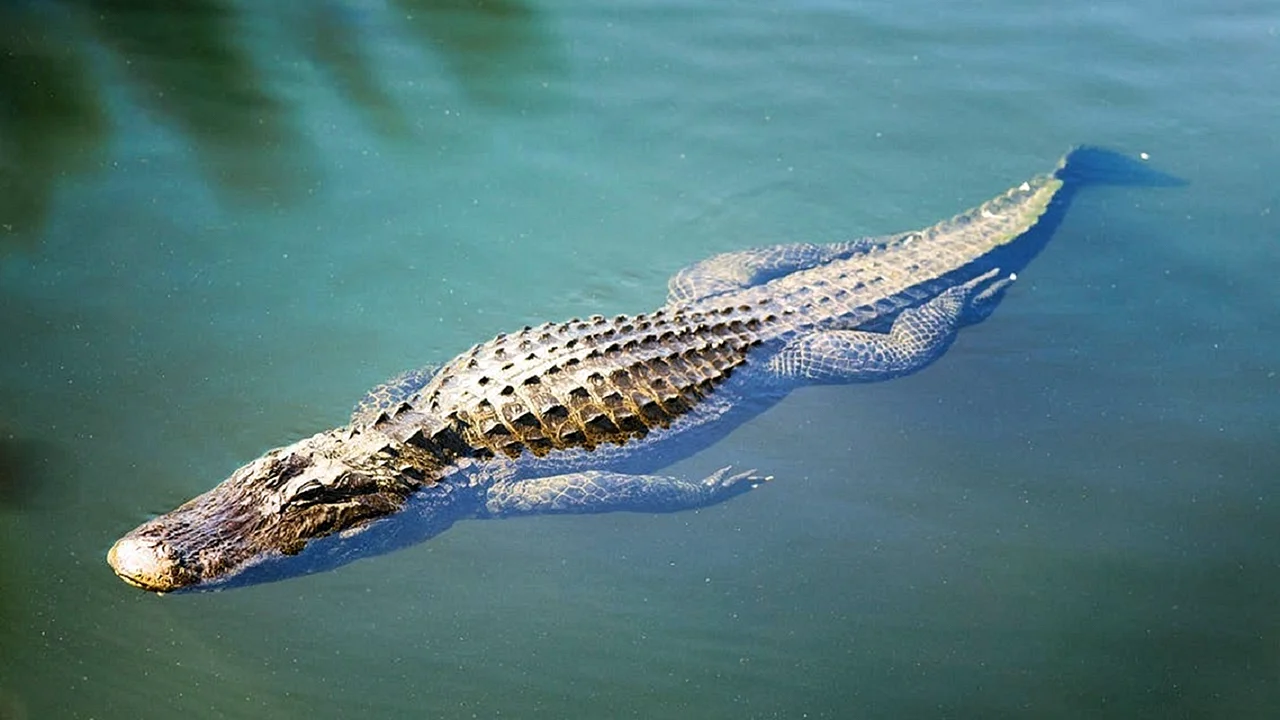 Крокодил плывет