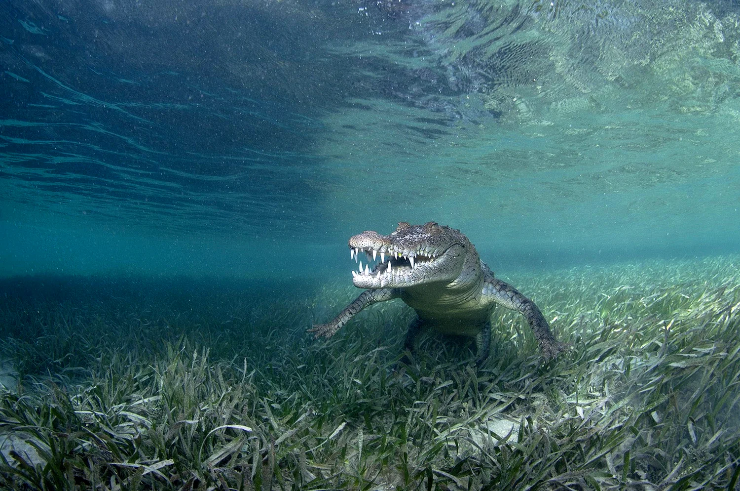Крокодил под водой