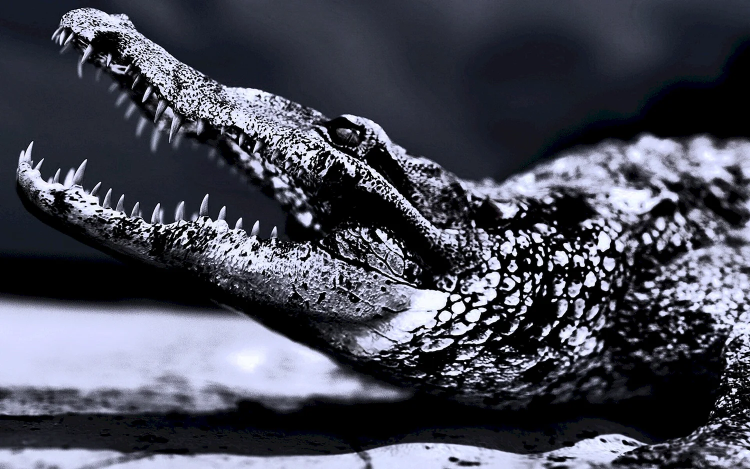 Крокодил разинул пасть