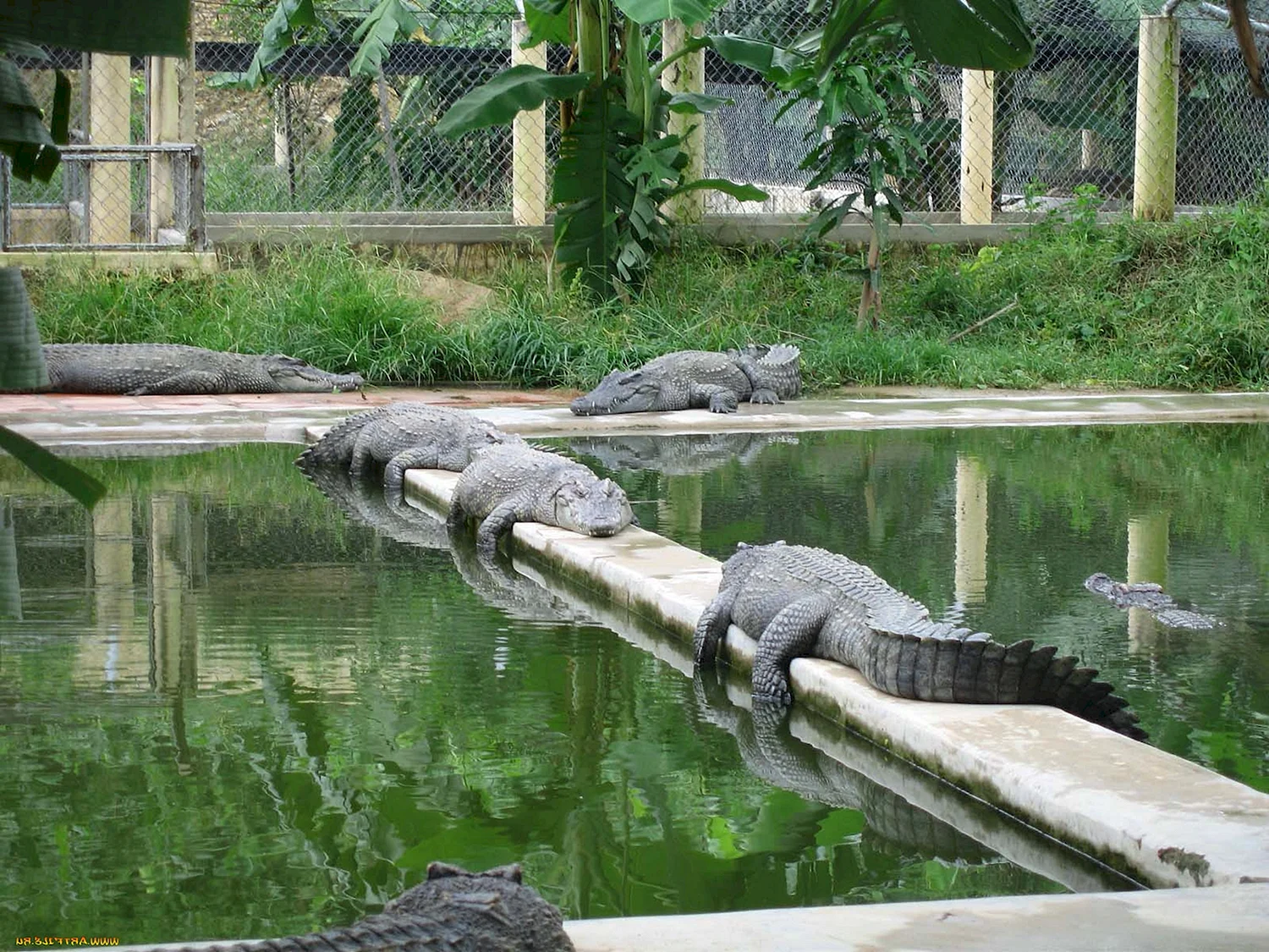 Крокодил у бассейна в зоопарке