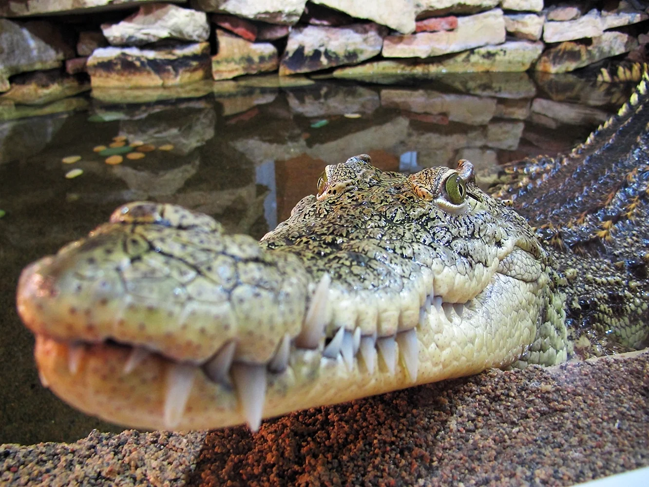 Крокодил в Ленинградском зоопарке