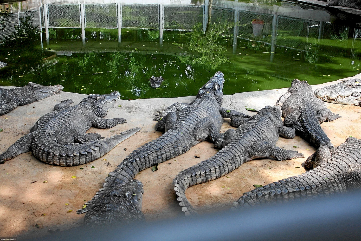 Крокодил в зоопарке