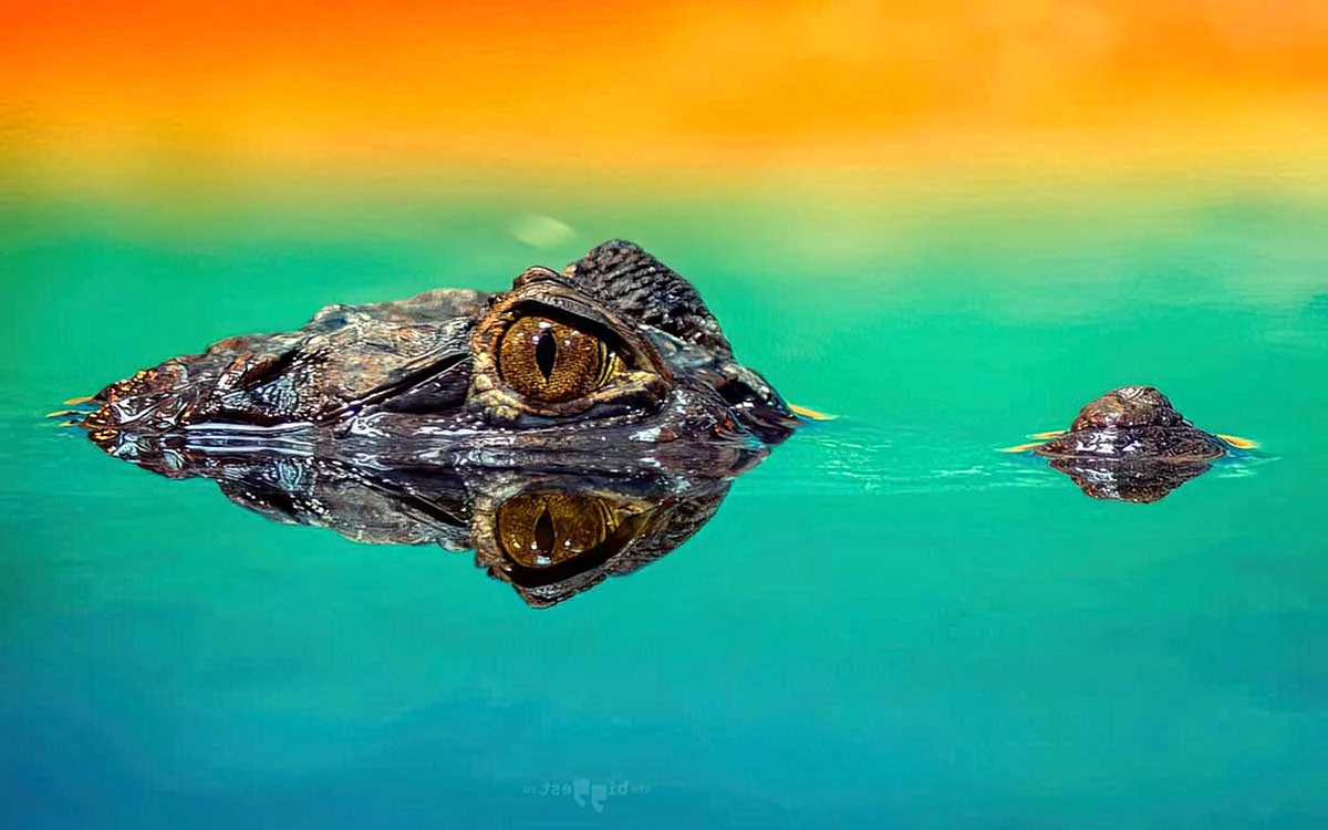 Крокодил выглядывает из воды