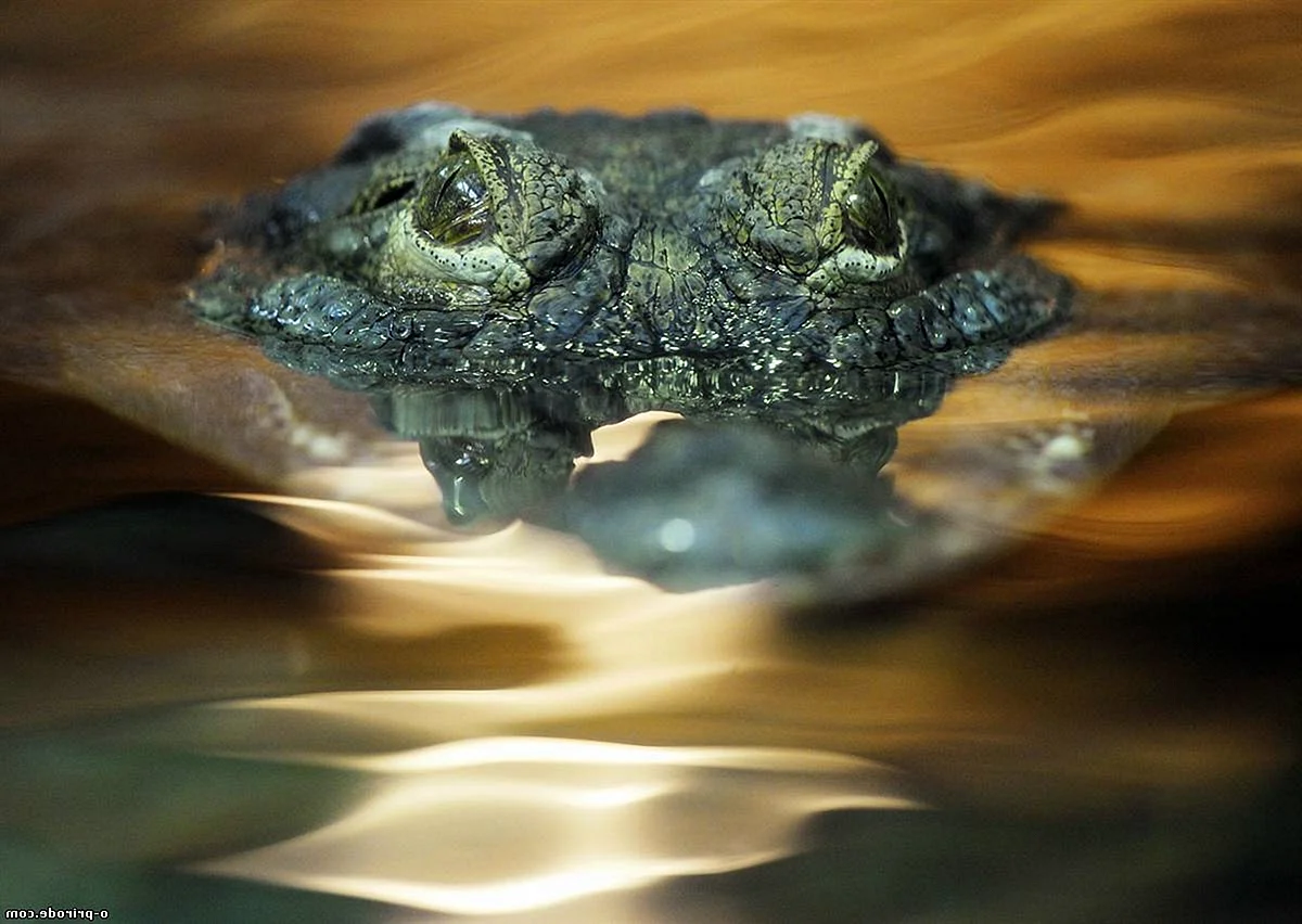 Крокодил выглядывает из воды