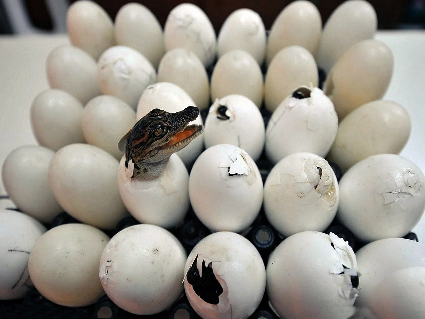 Крокодил вылупляется из яйца