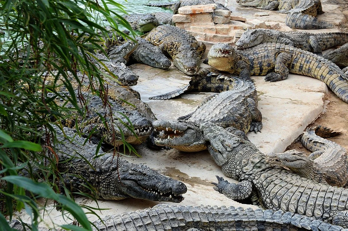 Крокодиловая ферма в Армении