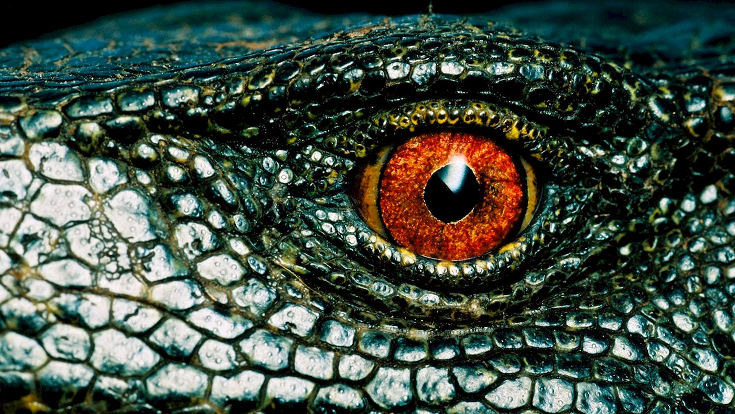 Крокодиловый Варан глаза