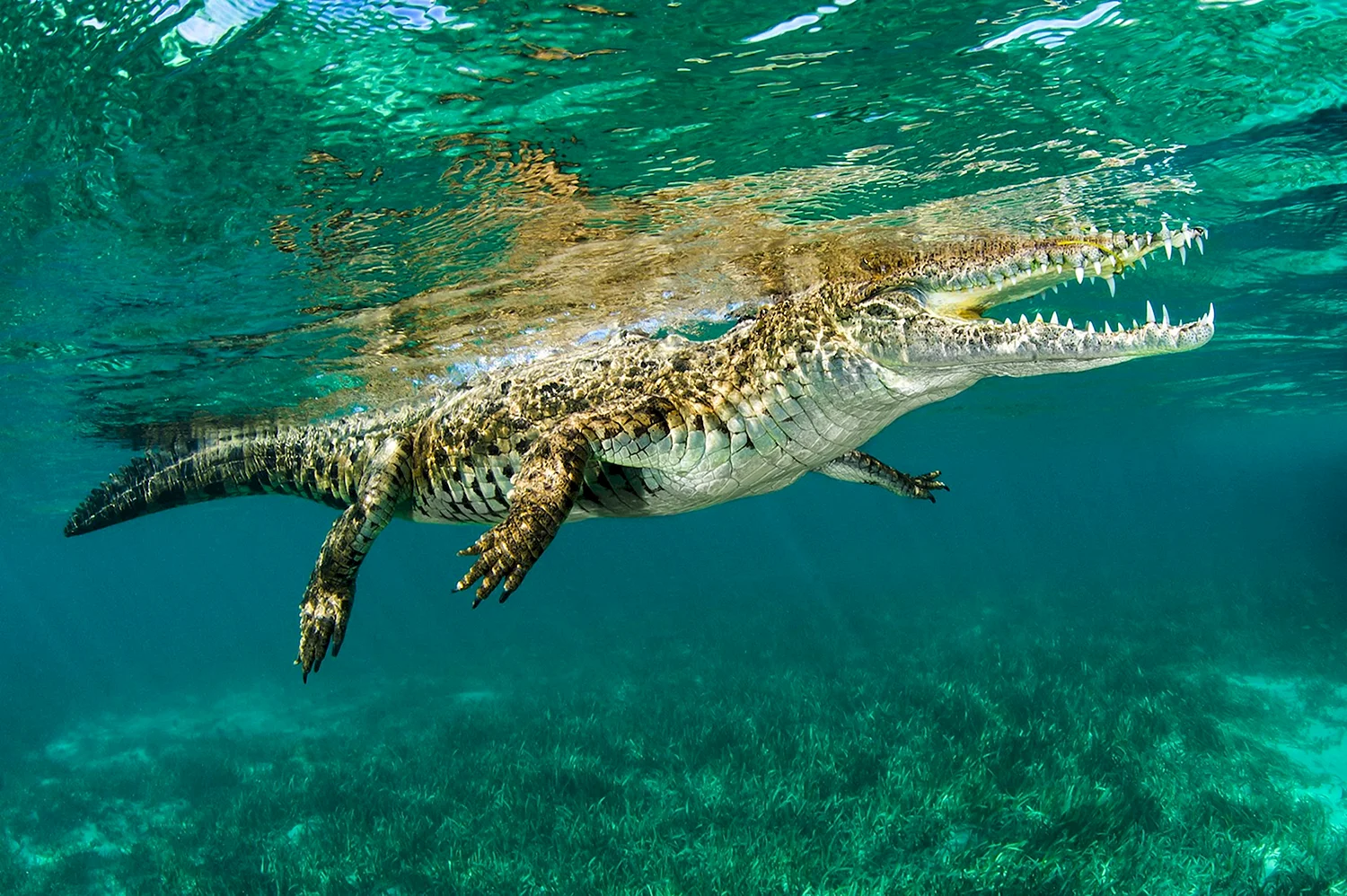 Крокодилы на Мальдивах