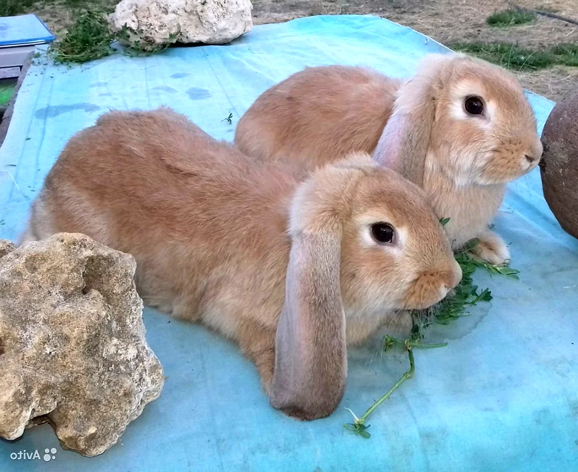 Крольчата породы баран