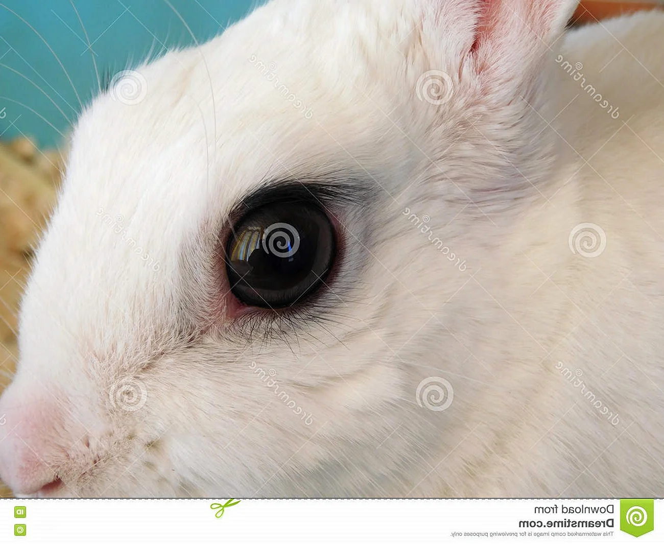 Кроличьи глазки