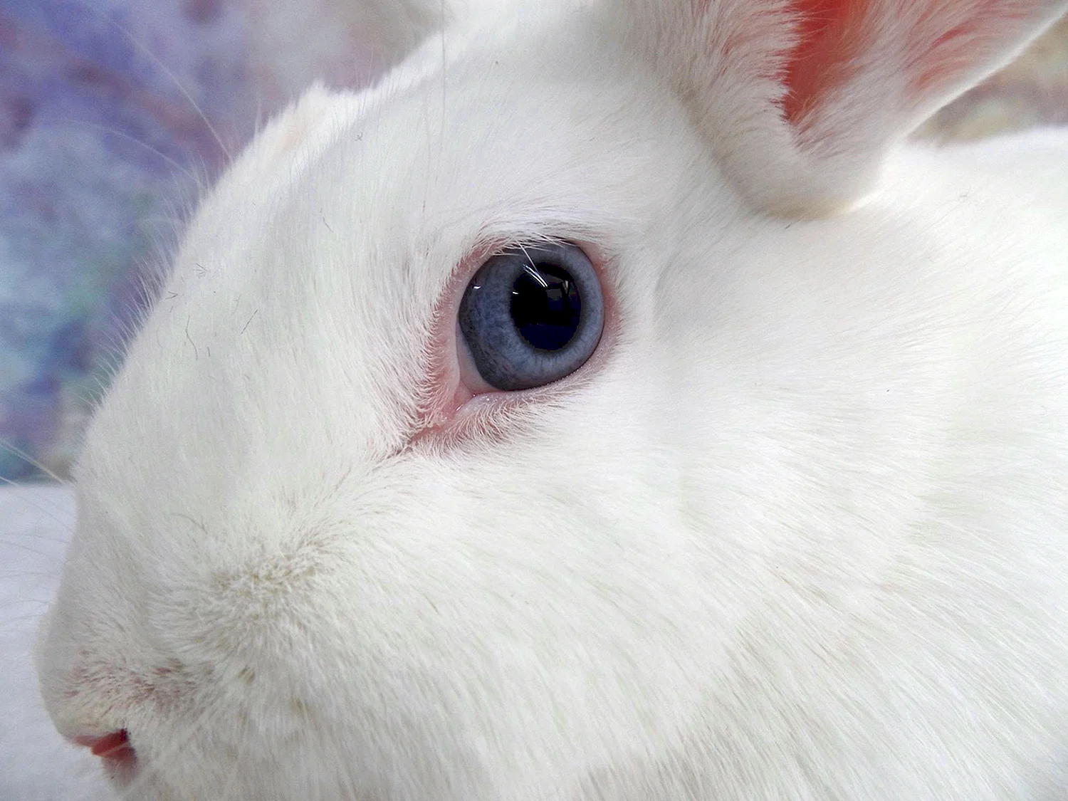 Кролик альбинос