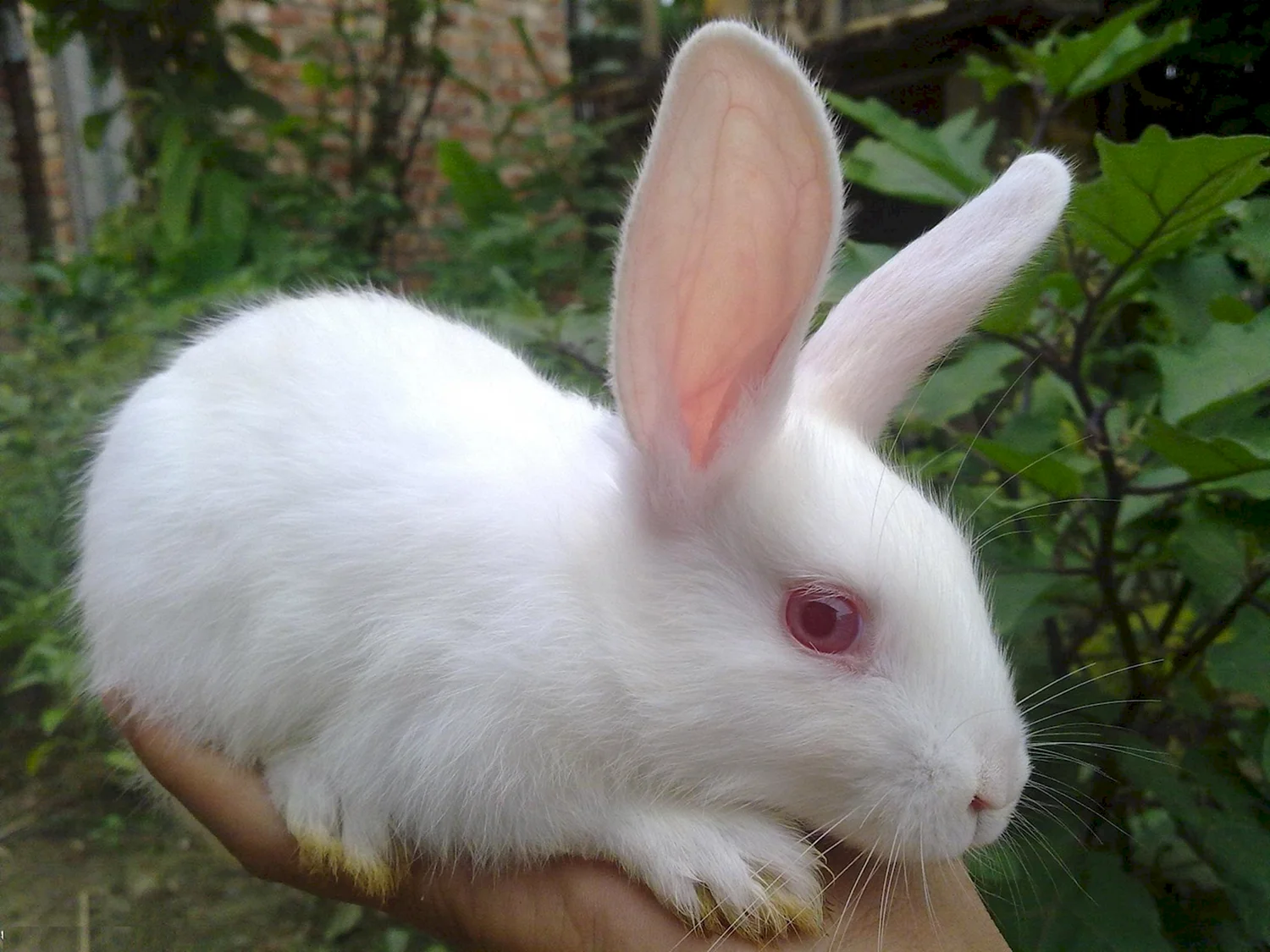 Кролик альбинос с красными глазами
