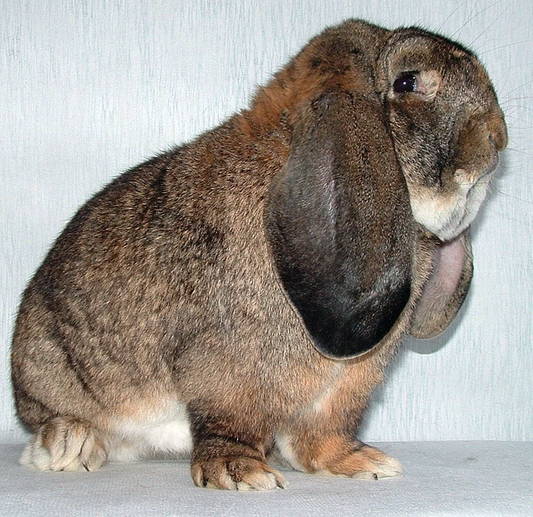 Кролик баран