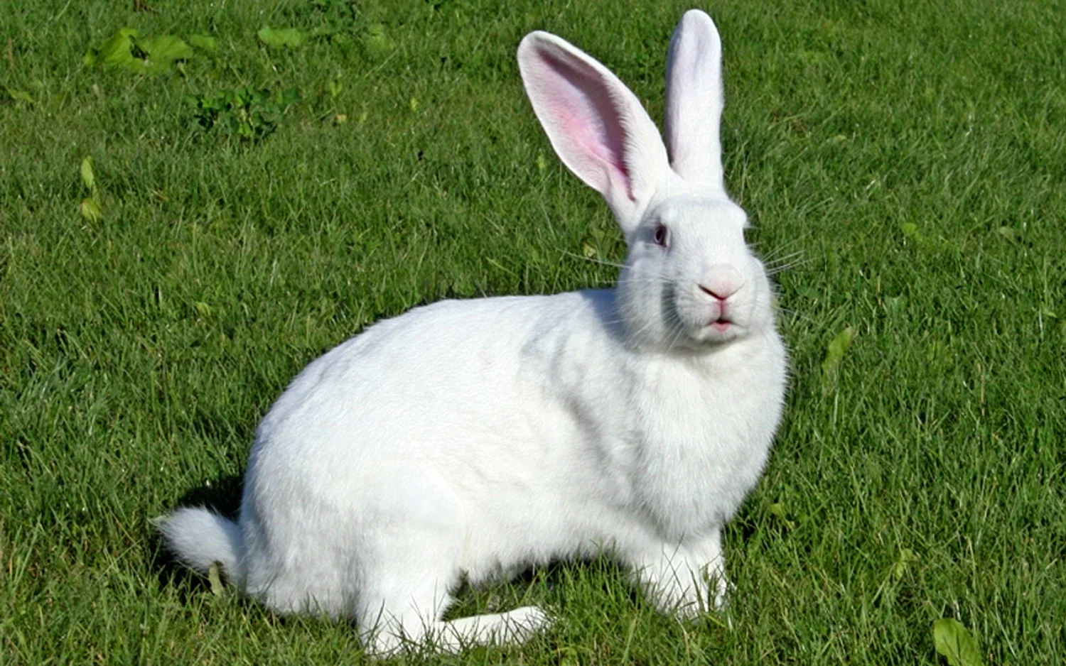 Кролик белый великан