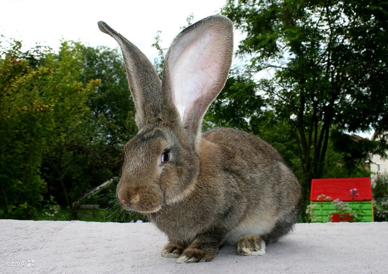 Кролик Фландр агути