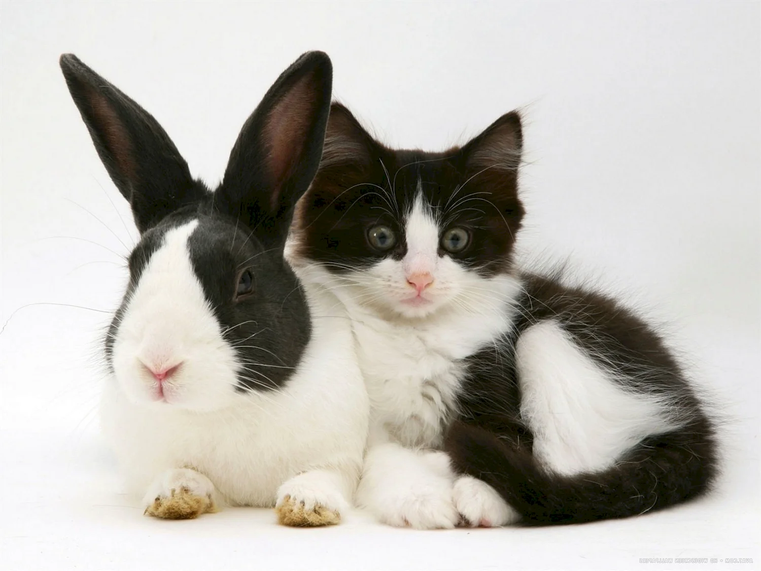 Кролик и кошка