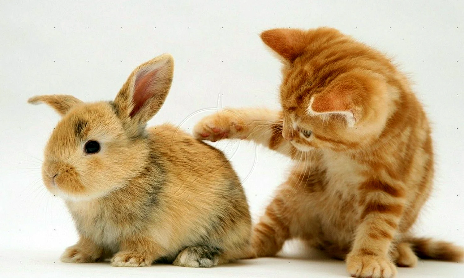 Кролик и котенок