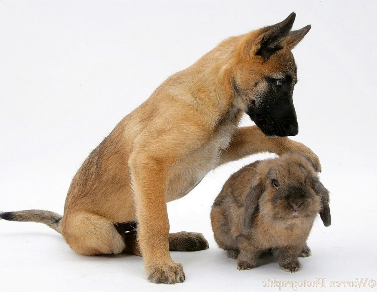 Кролик и немецкая овчарка