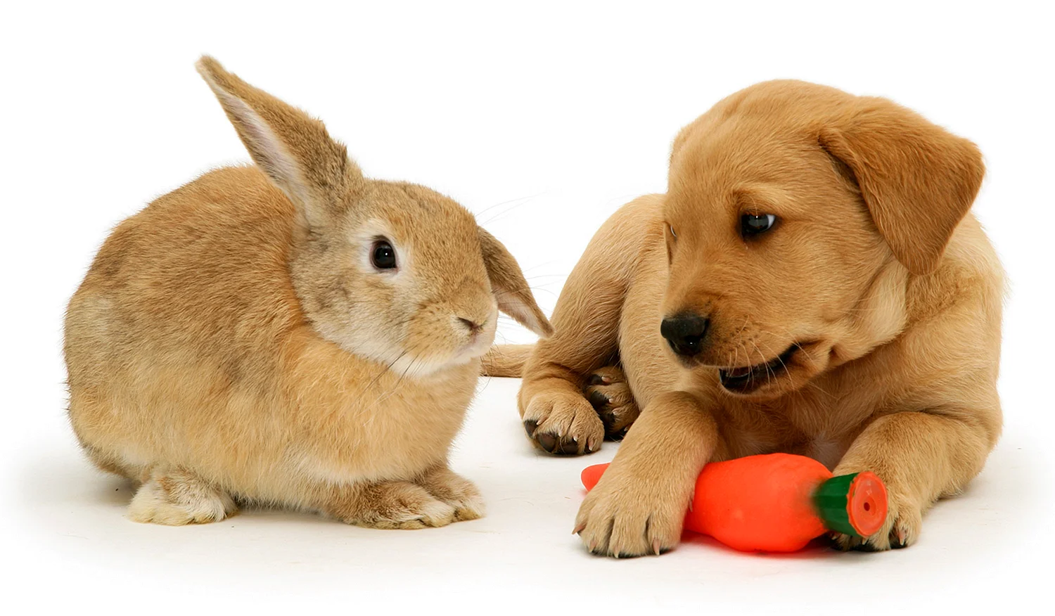 Кролик и собака
