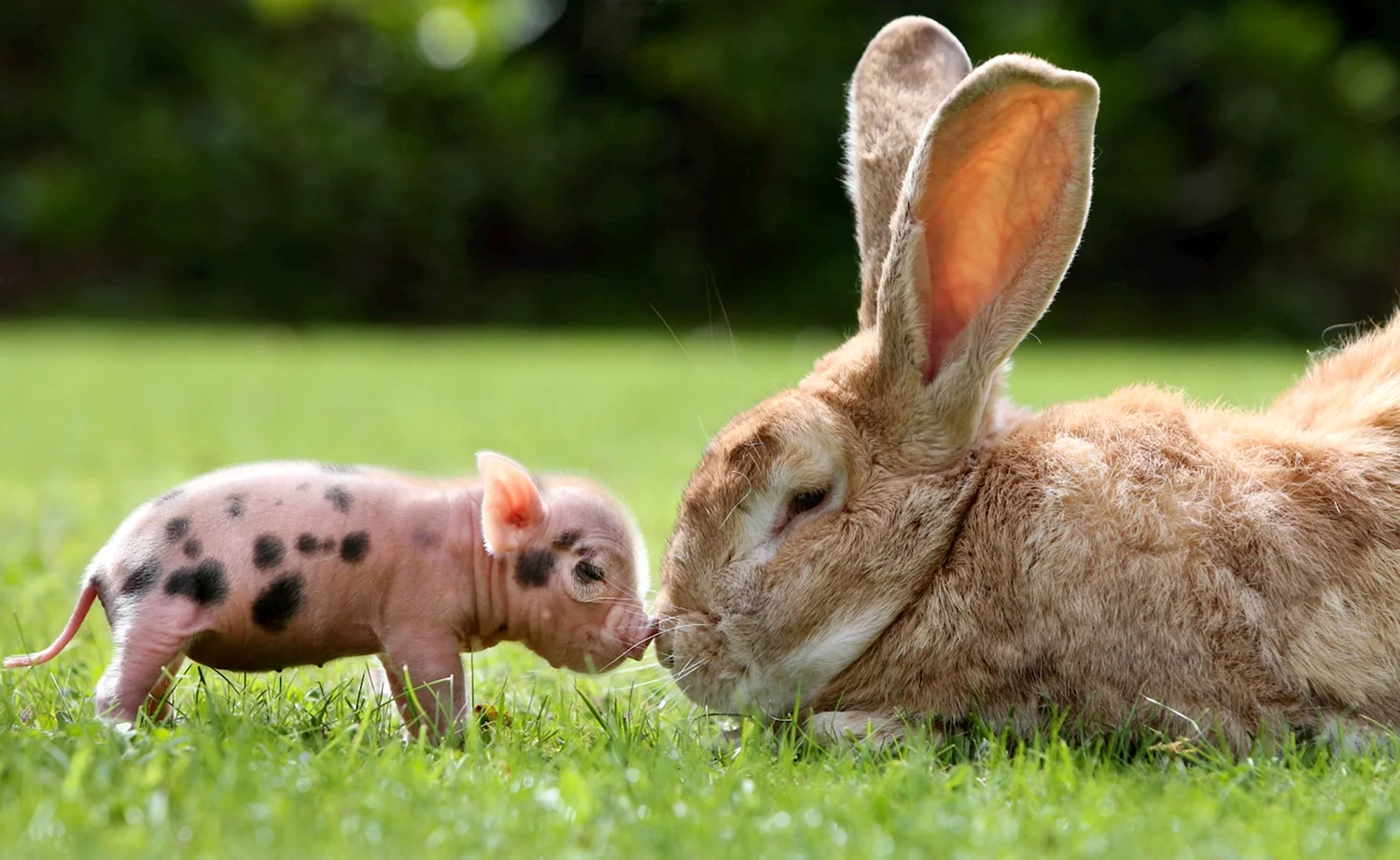 Кролик и свинья