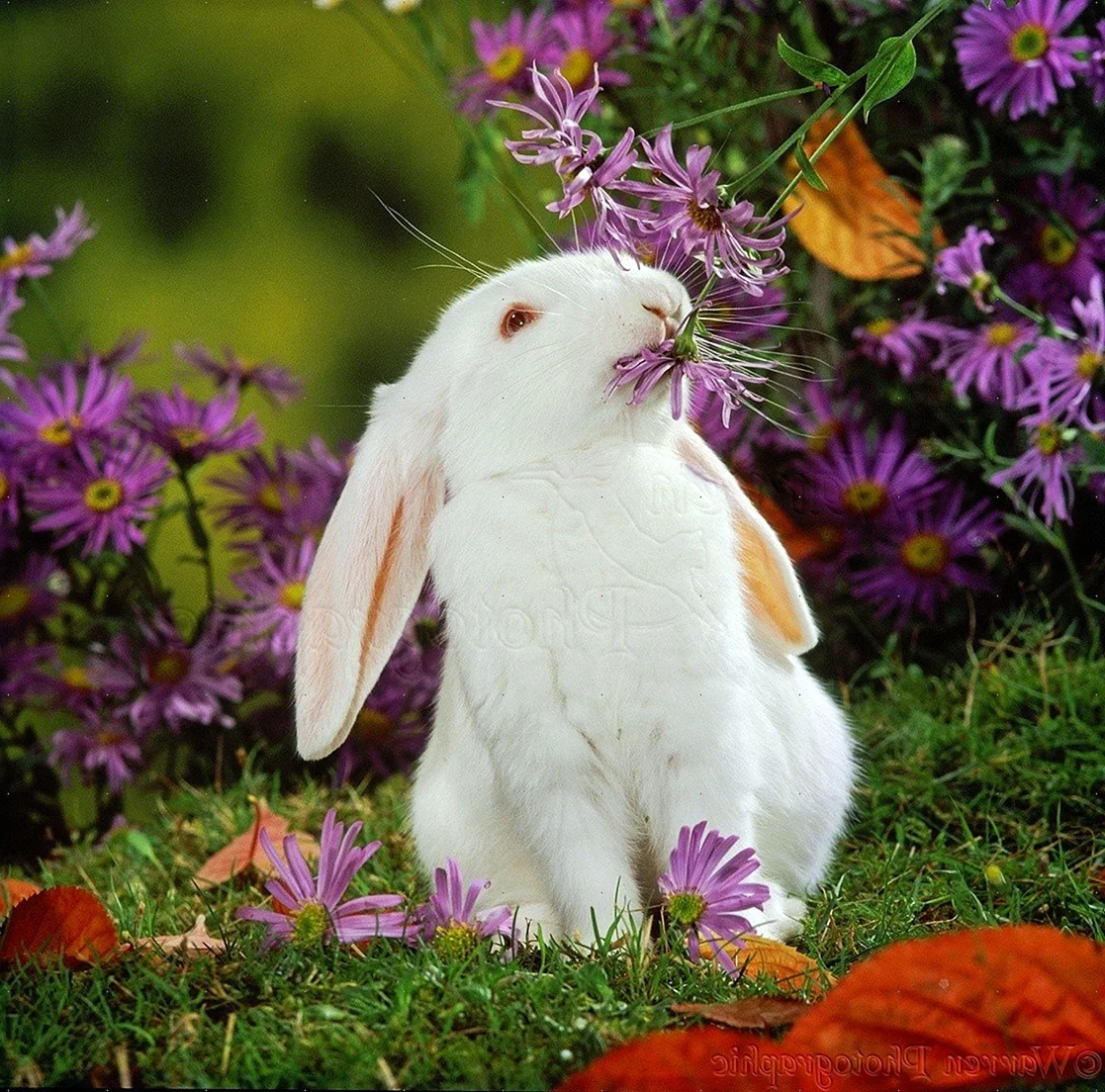 Кролик и цветы