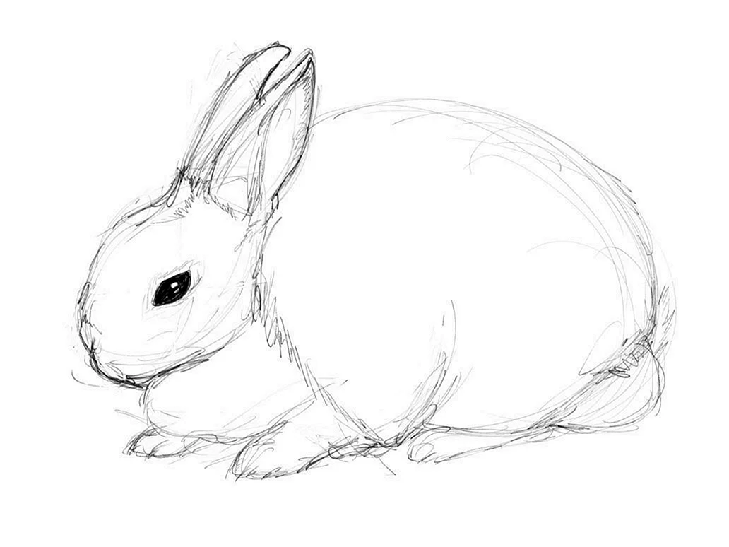 кролик картинки для срисовки легкие