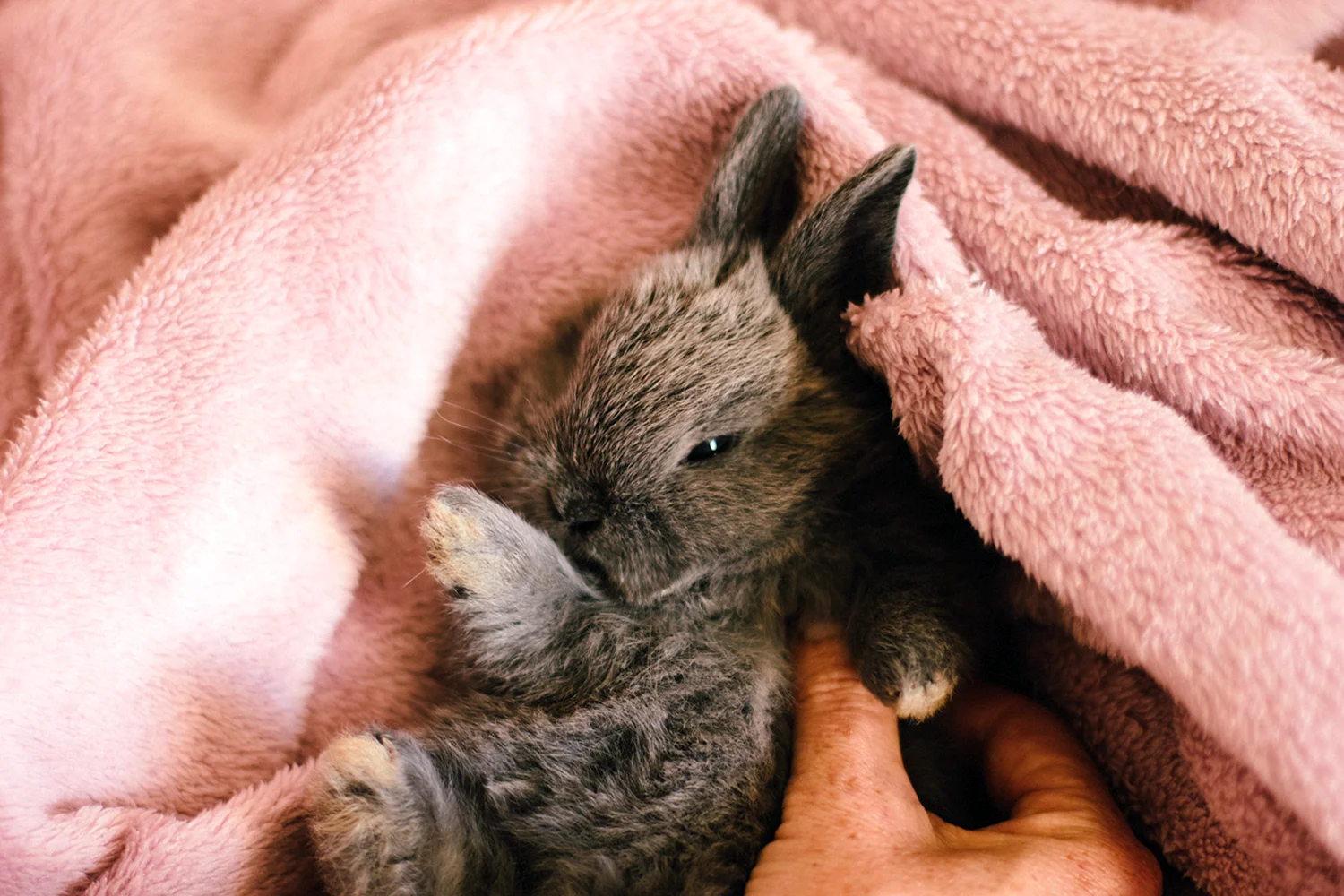 Кролик на руках