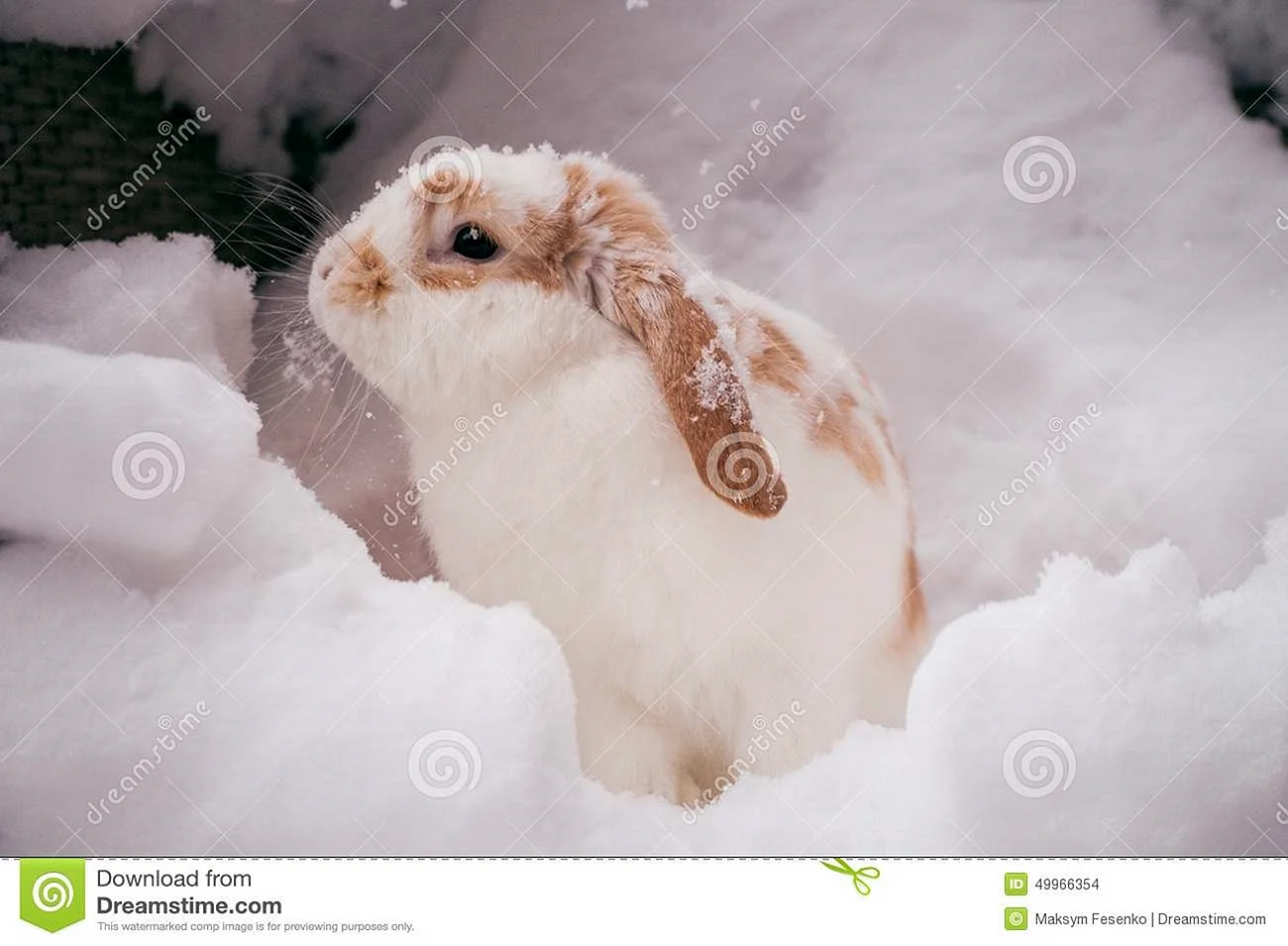 Кролик на снегу для эстетики