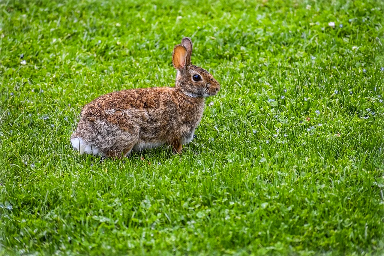 Кролик на траве коричневый
