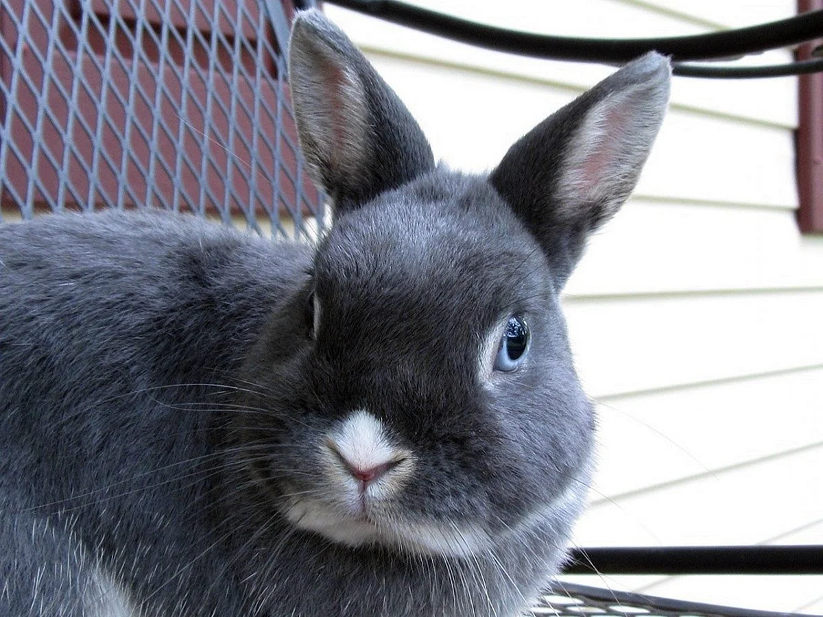 Кролик нидерландский Дварф
